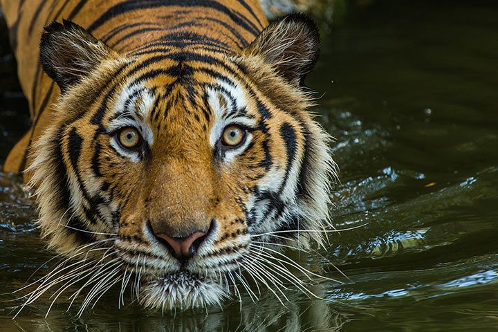 Conservação dos Tigres