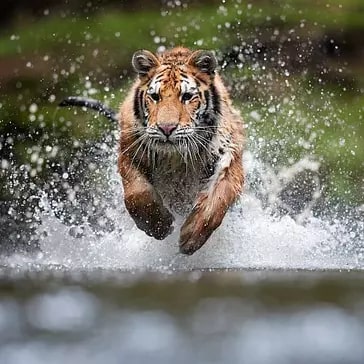 Espécies Diferentes de Tigres