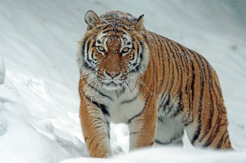 Esforços de Conservação dos Tigres